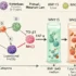 Unraveling the Molecular Chain Reaction: How UV Light Fuels Melanoma Spread Through Cellular Signaling Cascade