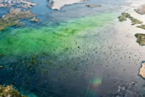 Ocean Productivity Crisis Emerges as Global Waters Lose Vital Green Hue - Professional coverage