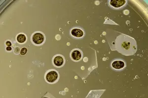 This stretchy 3D-printed material could build artificial organs - Professional coverage