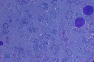 Japan's Airlines Are Turning Passenger Jets into Spy Planes for CO2 - Professional coverage